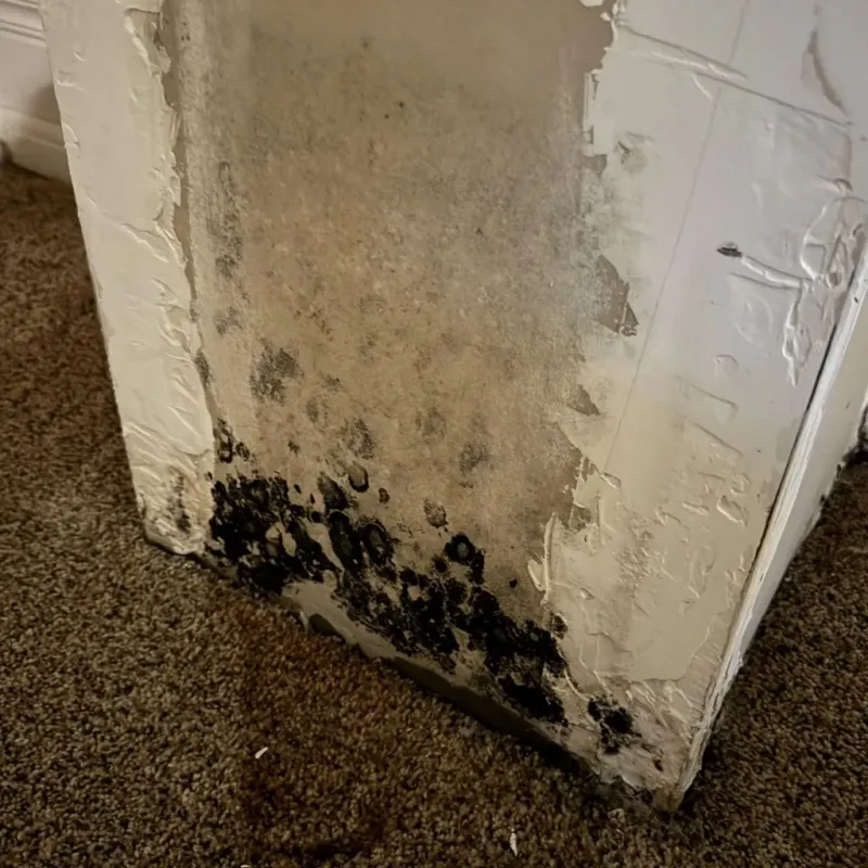 Professional Mold Removal in Galt, CA